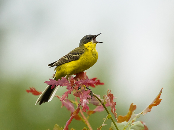 Взгляд силы