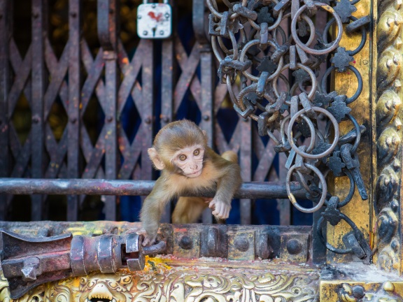 Словарь йоги. Вритти