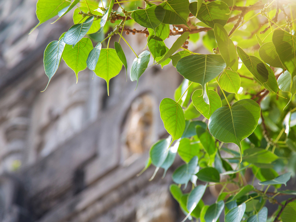 Джатака об осквернении знамени