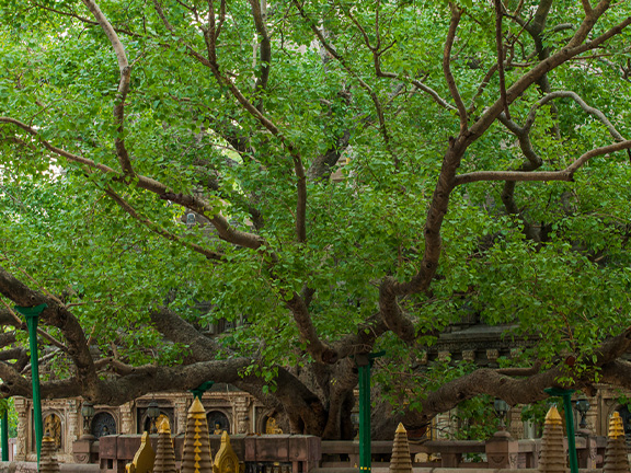 Сутра о Цветке Лотоса Чудесной Дхармы // Глава XXVII Прежние деяния царя Чудесно и Величественно Украшенного