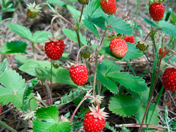 Азбука трав. Земляника лесная