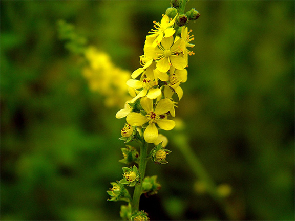Репешок обыкновенный (Agrimónia eupatória)