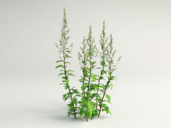 кусты полыни обыкновенной, artemisia vulgaris