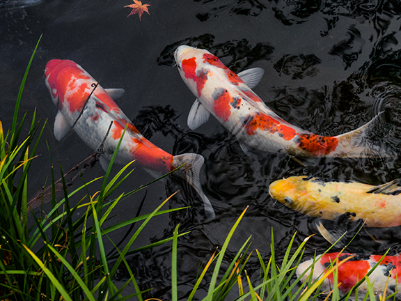 Притча о мечте