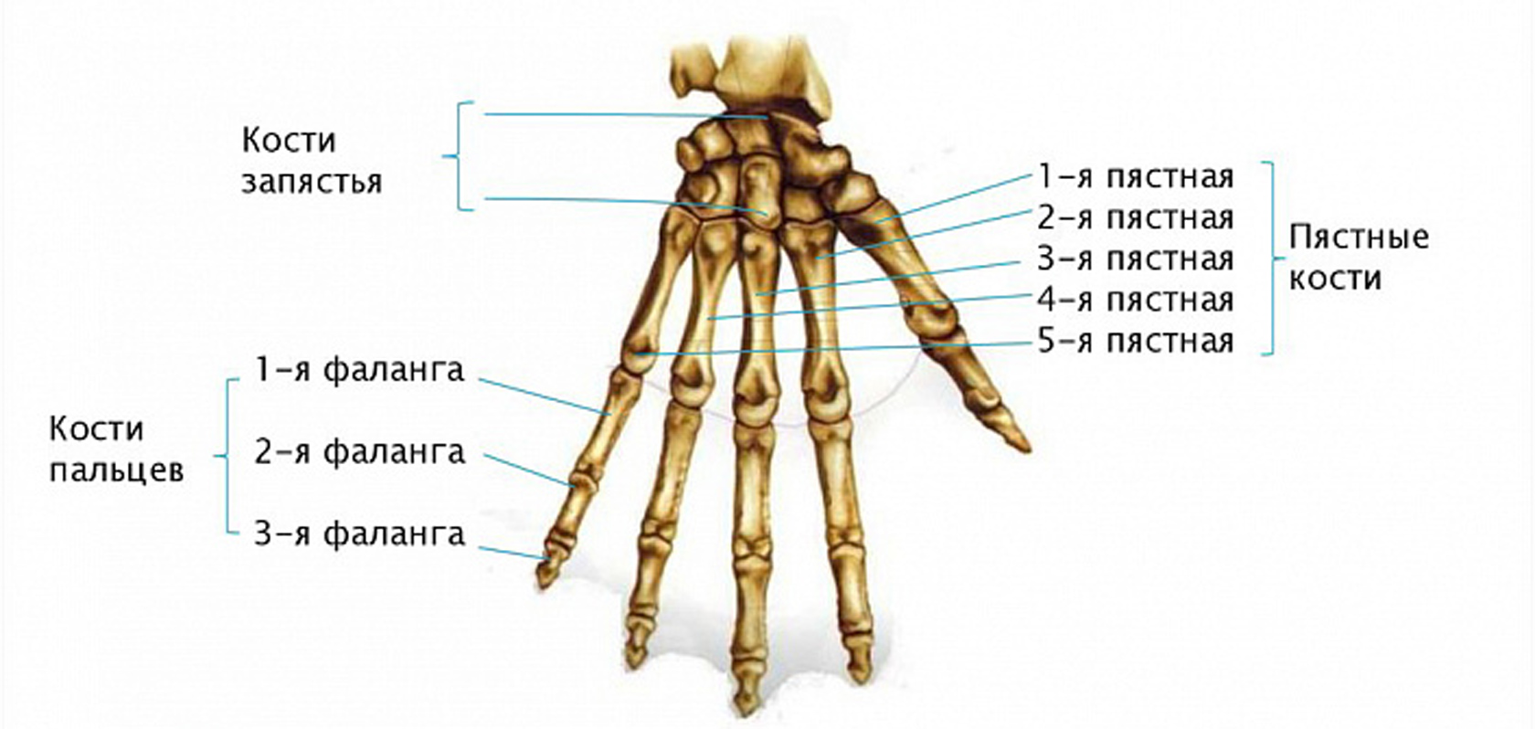 Кость Руки Человека Фото