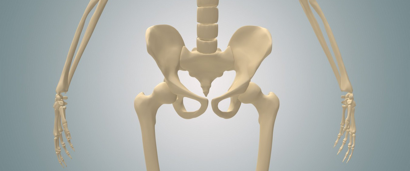 Тазобедренный Сустав Фото На Человеке Скелете