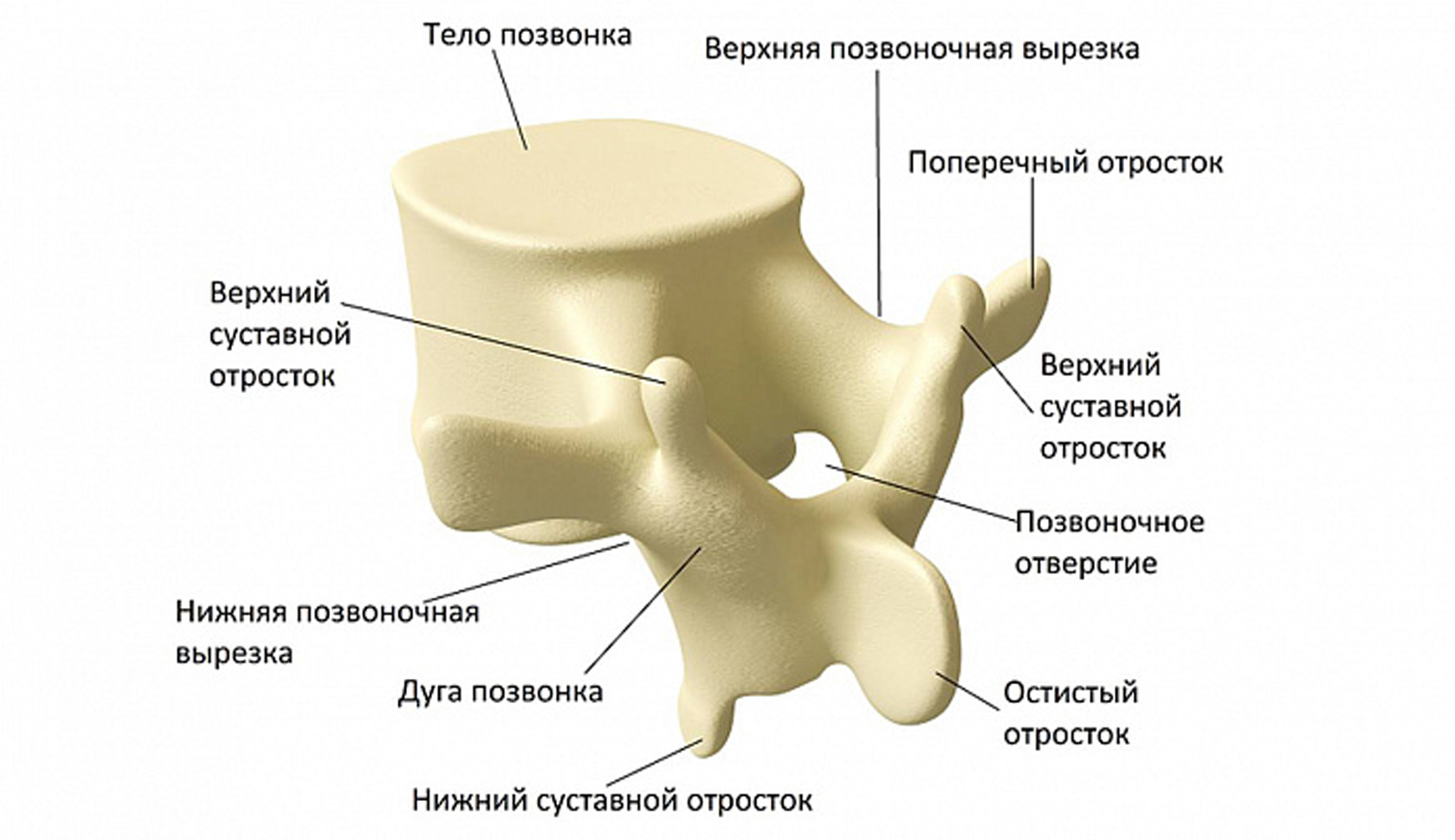 Строение Позвонка Человека Фото