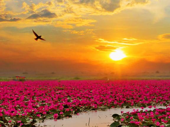 Джатака о Супатте