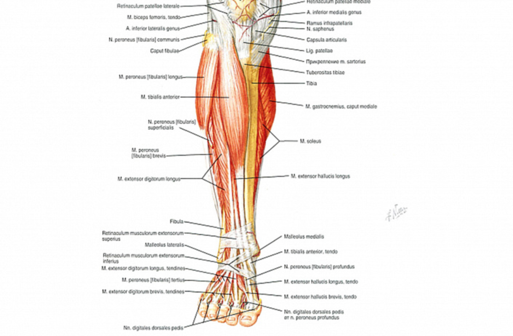 Нога Анатомия Фото