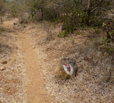 дорога к пещере Рамана Махариши