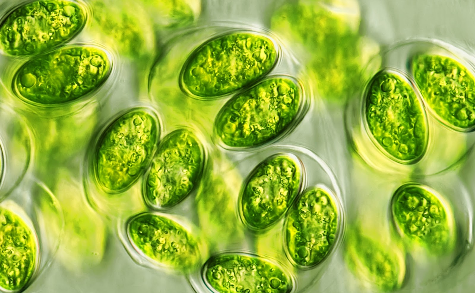 В каких биотехнологиях используют одноклеточные водоросли. Одноклеточная водоросль хлорелла. Микроводоросль хлорелла. Хлорелла Альготек. Одноклеточные зеленые водоросли хлорелла.