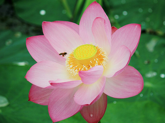 лотос, сутра лотоса