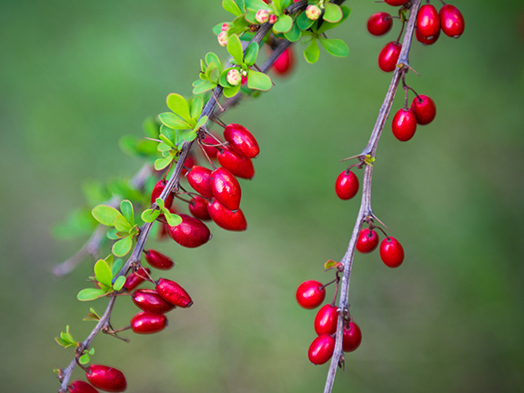 ветки барбариса, ягоды барбариса