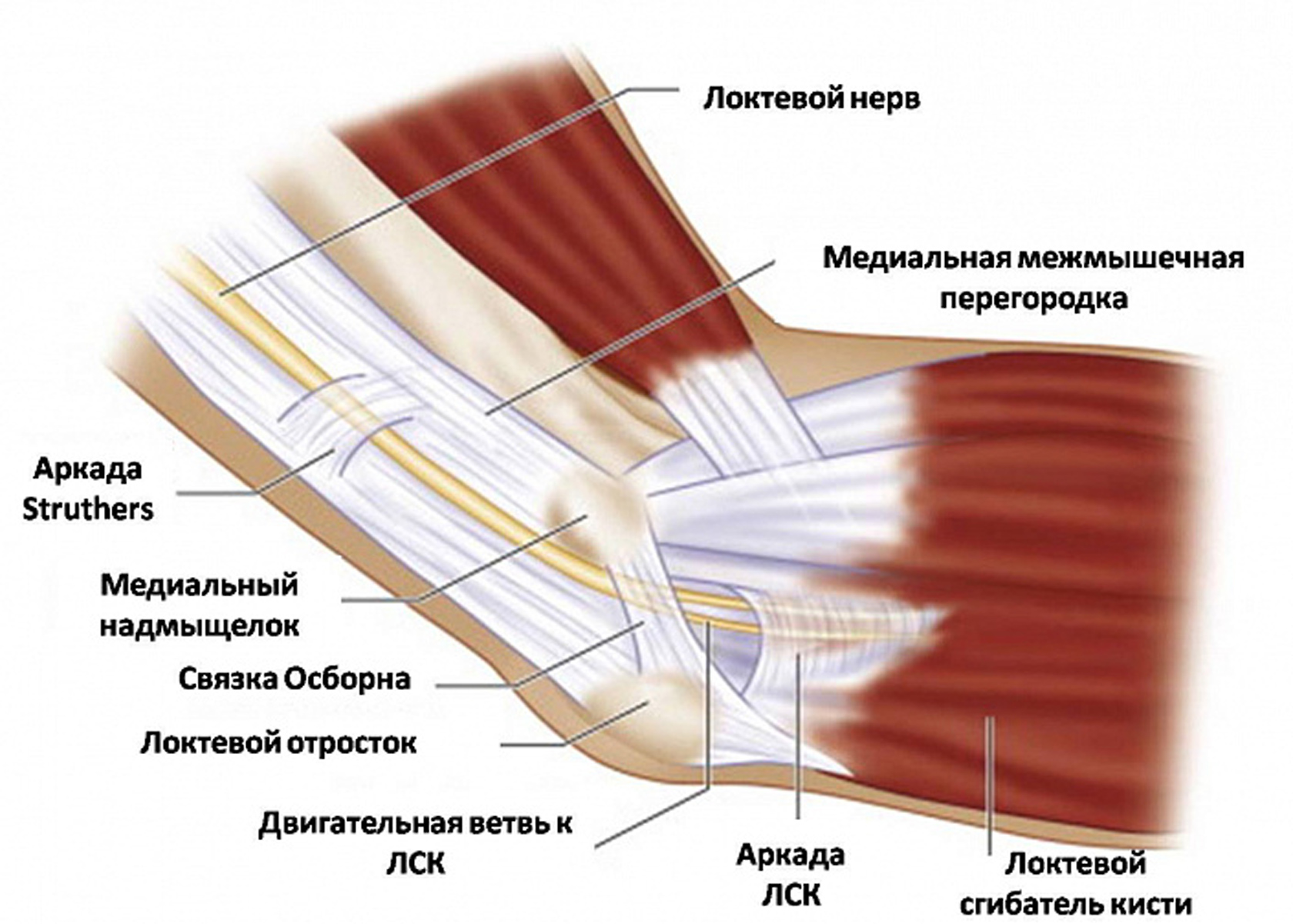 Локтевой сустав строение связки