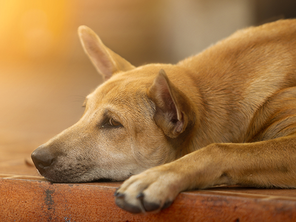 Притча про собаку