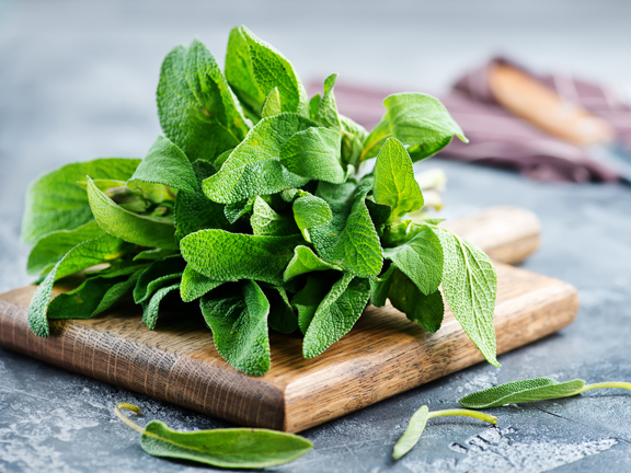 Шалфей: польза и вред, применение в кулинарии и медицине