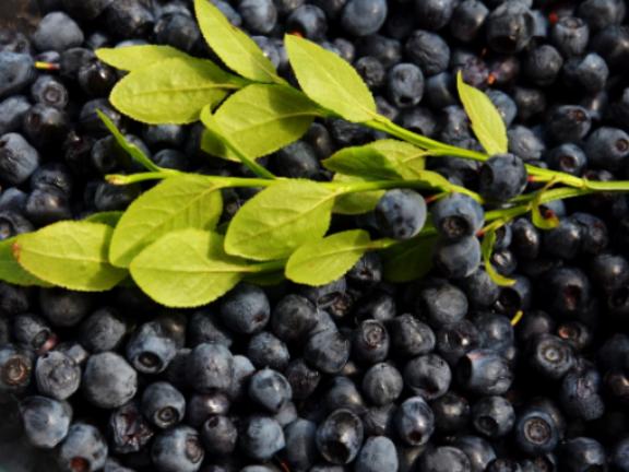 Черника — полезная лесная ягода, дарящая здоровье