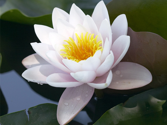 Джатака о лотосовых стеблях