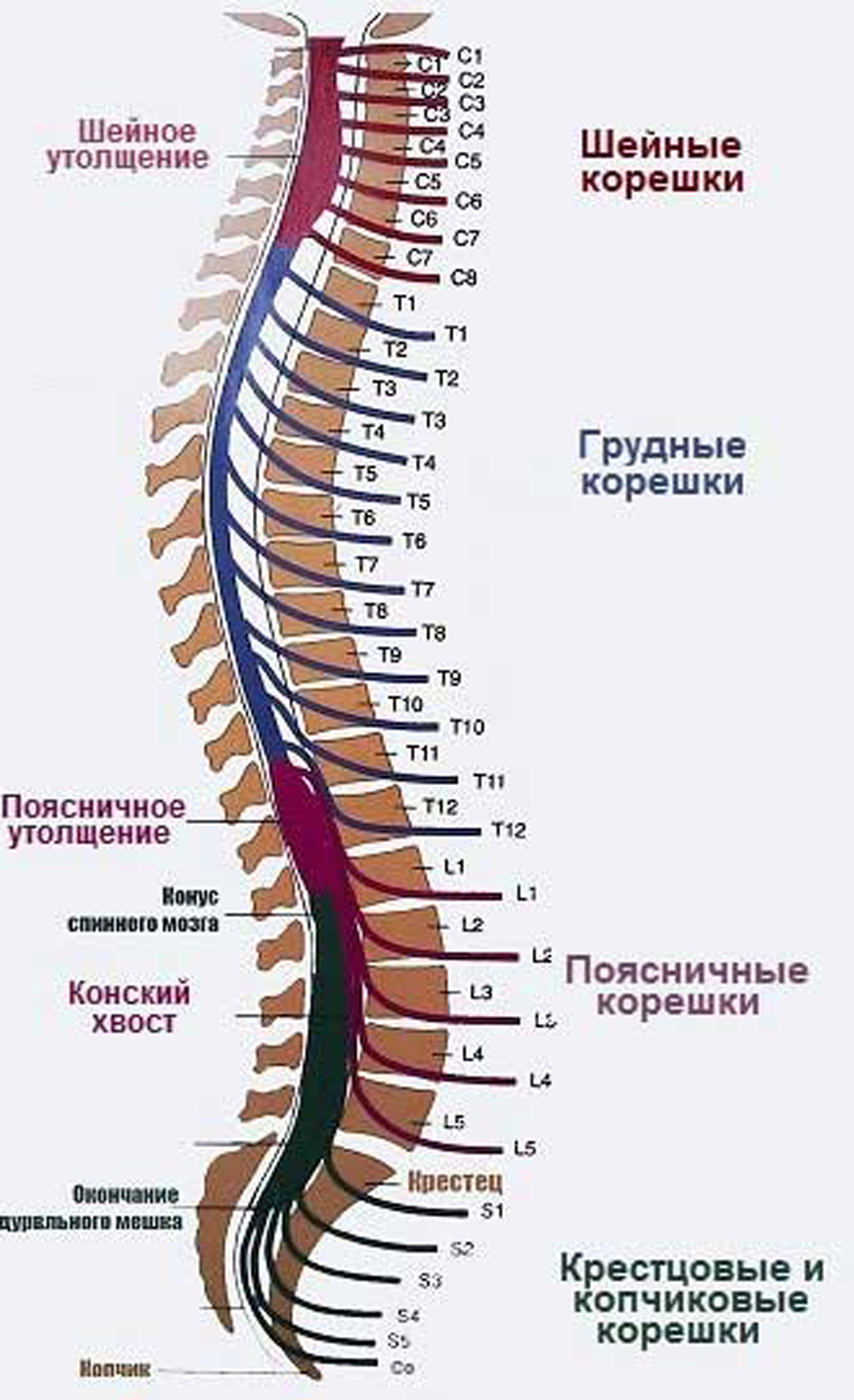 Анатомия шейного отдела позвоночника в картинках