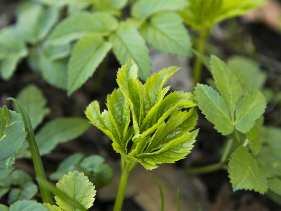 Сныть обыкновенная: польза и лечебные свойства