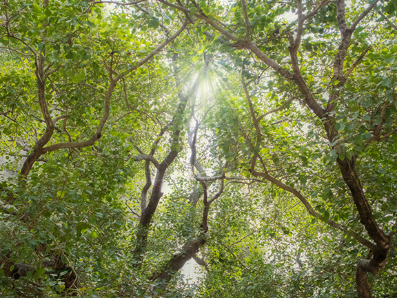 Джатака о моските