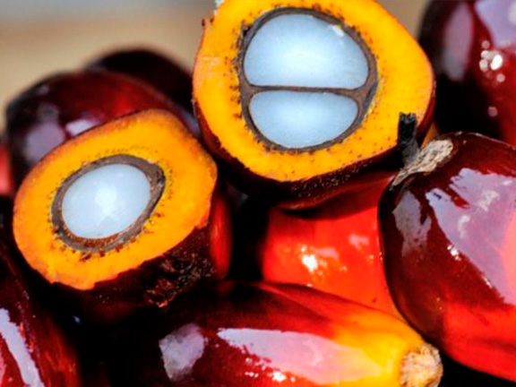 пальмовые плоды