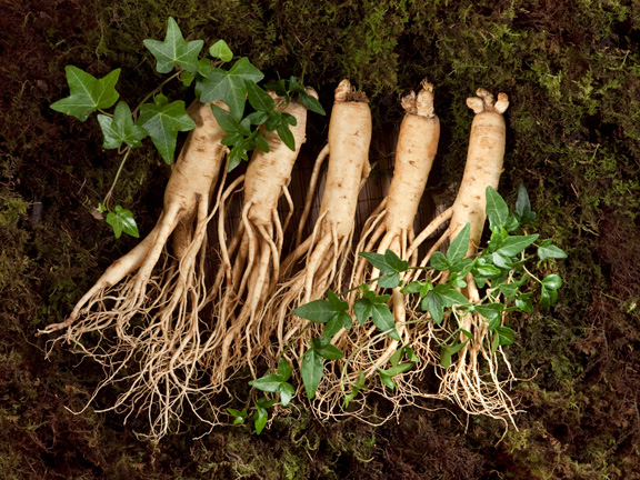 корни женьшеня фото