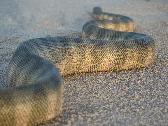 Змея-спаситель