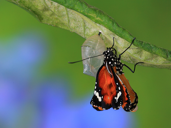 Притча о бабочке