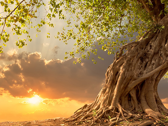 Рассказ. Крик дерева