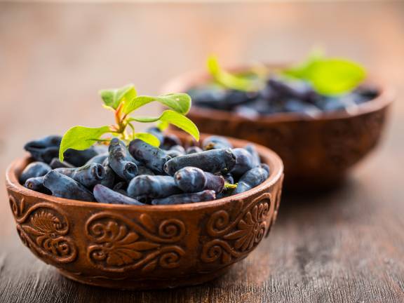 Чудо-ягода жимолость: полезные свойства и противопоказания