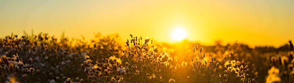 Двенадцать солнечных мантр
