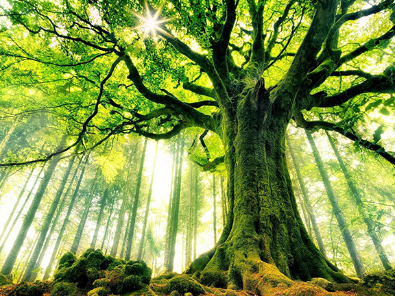 Дубовая бочка