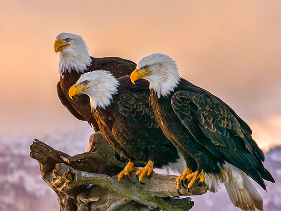 Притча об орлах