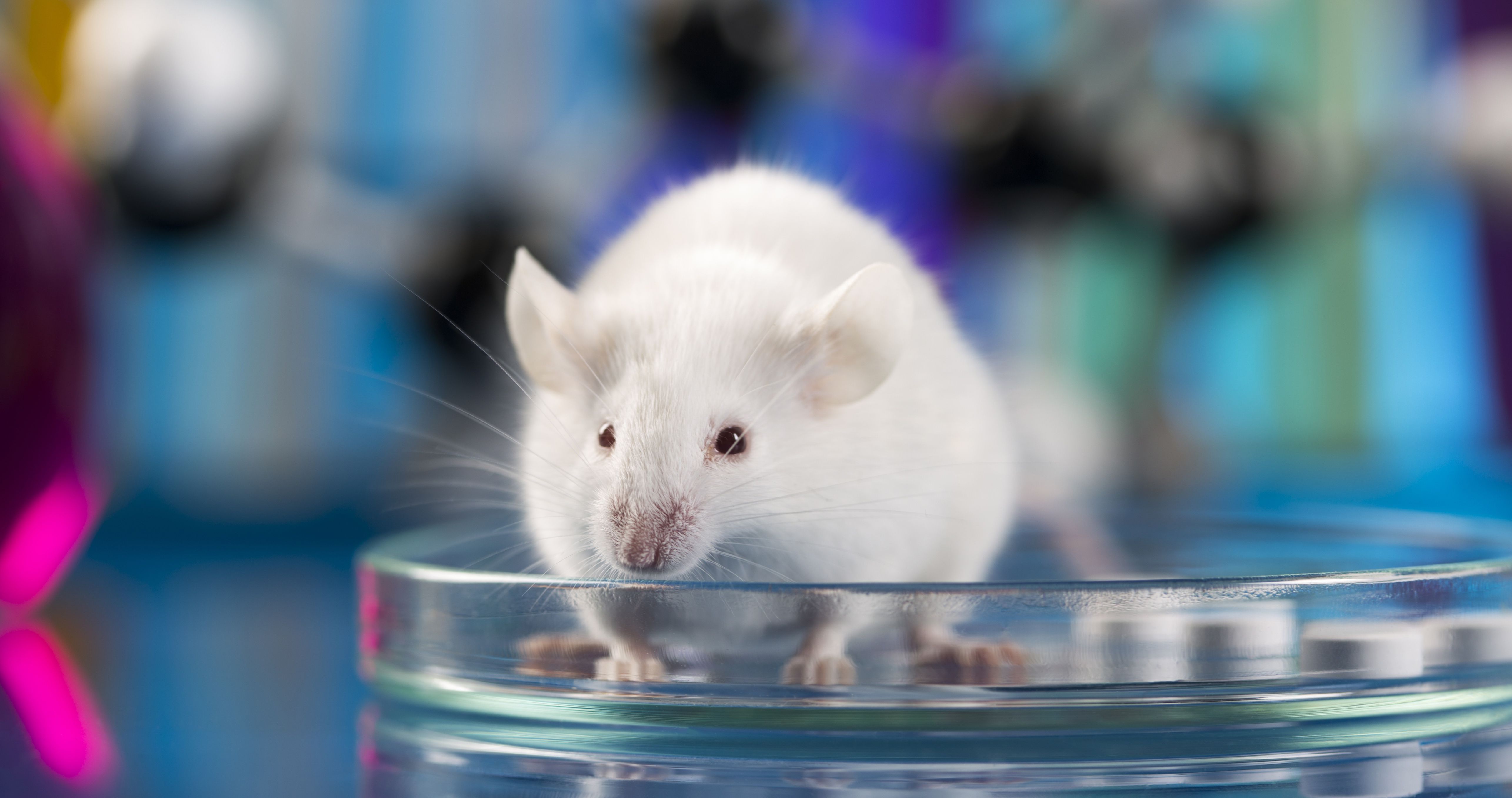 Миллер мыши. Лабораторные мыши. Белые лабораторные мыши. Опыты на мышах. Эксперимент с мышами.