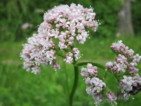 Valeriana officinalis L.