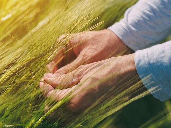Овес для детоксикации организма: польза, рецепты и противопоказания