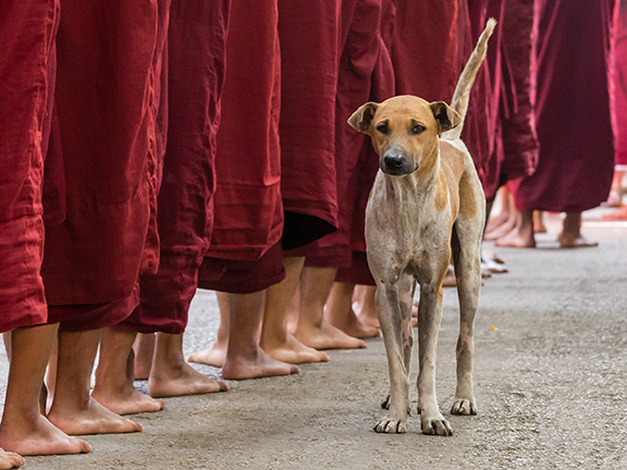 Кающаяся собака