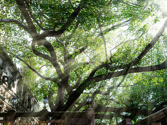 Описание практики «Дерево Пути». На основе текста «Амитабха-сутра. Большая Сукхавативьюха-сутра». Помост бодхи.