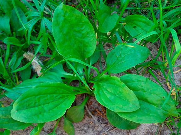 подорожник