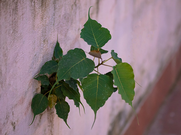 Реинкарнация не миф?