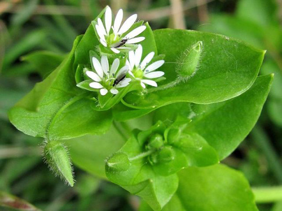 Мокрица, стеллария, звездчатка средняя (Stellaria media)