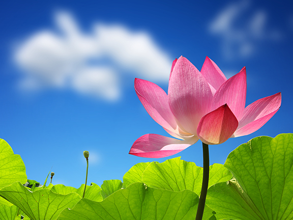 Лотос и пруд