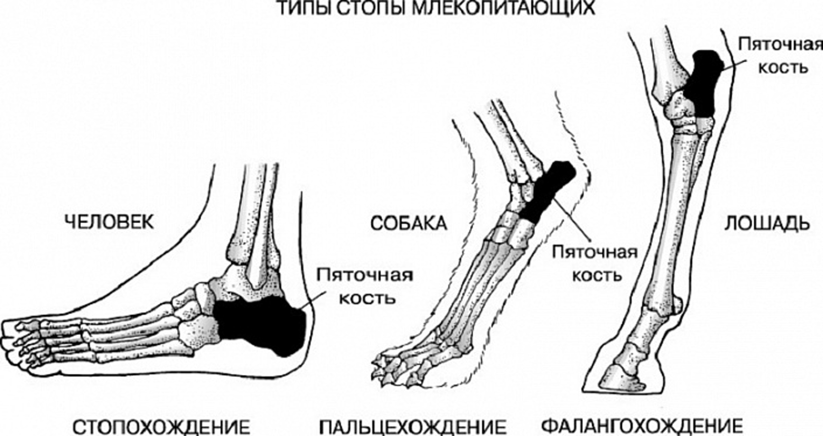 Фото Стопы Ноги Человека Кости