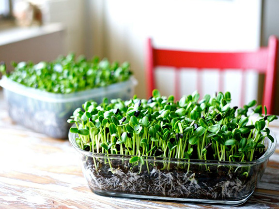 Чем полезна микрозелень🌱