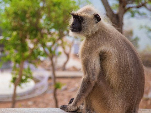 Притча об обезьяньем эго