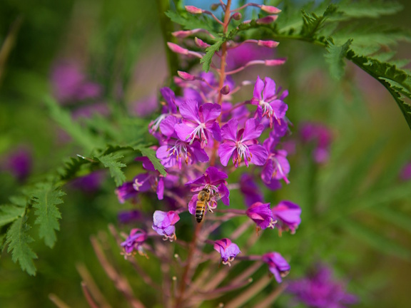 Цветы Иван-чая