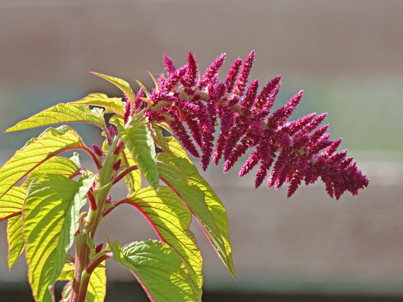 цветок амаранта, амарант