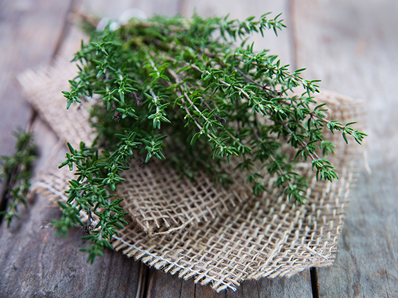 стебли чабреца