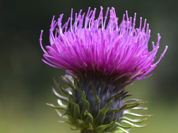 Расторопша: польза и вред